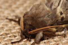 Oxycanus antipoda