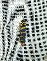 Dilobopterus quinquesignatus