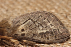 Oxycanus antipoda