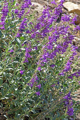 Penstemon platyphyllus