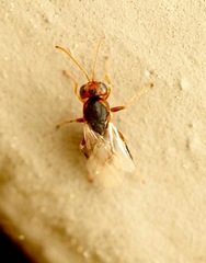 Synergini