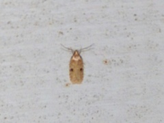 Agonopterix propinquella