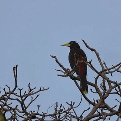 Psarocolius decumanus