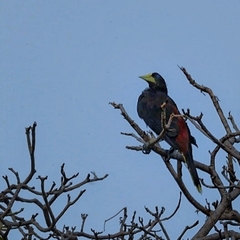 Psarocolius decumanus