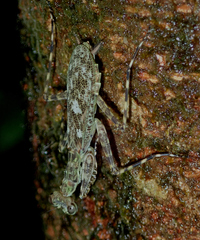 Liturgusa cayennensis
