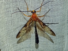 Thyreodon rufothorax