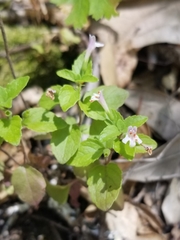 Clinopodium douglasii