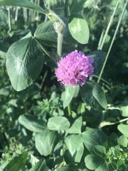 Trifolium pratense