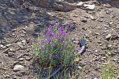 Penstemon platyphyllus
