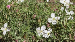 Oenothera pallida