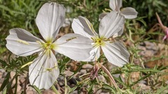 Oenothera pallida