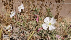 Oenothera pallida