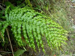 Blechnum triangularifolium
