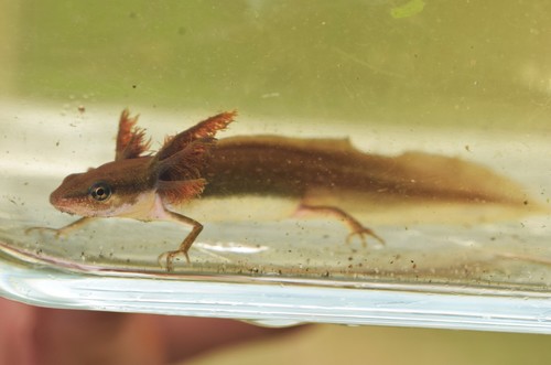 Striped Newt