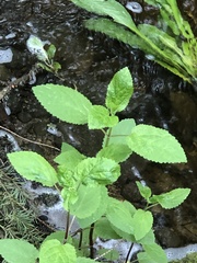 Stachys chamissonis cooleyae