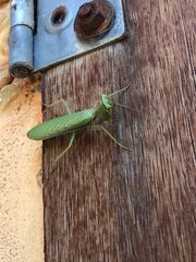 Photiomantis