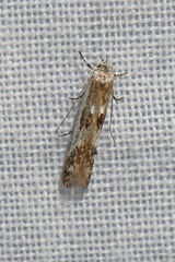 Blastodacna