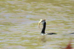 Iheringichthys labrosus