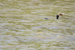 Iheringichthys labrosus