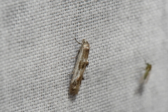 Blastodacna