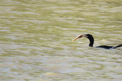 Iheringichthys labrosus