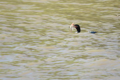 Iheringichthys labrosus