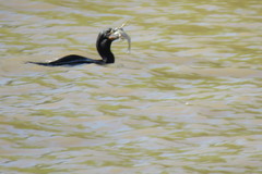 Iheringichthys labrosus
