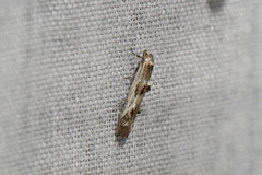 Blastodacna