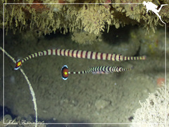 Dunckerocampus chapmani