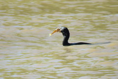 Iheringichthys labrosus