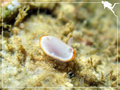 Goniobranchus rubrocornutus