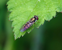 Platycheirus trichopus