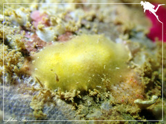 Doriopsis granulosa