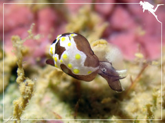 Colpodaspis thompsoni