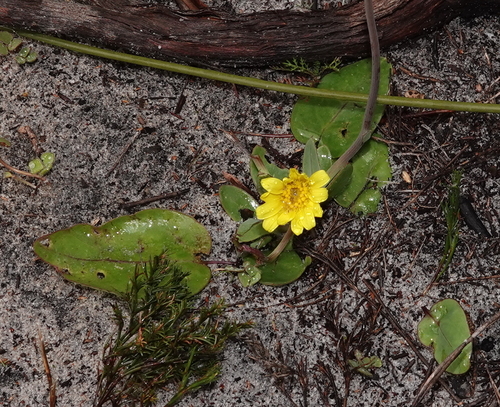 Othonna bulbosa