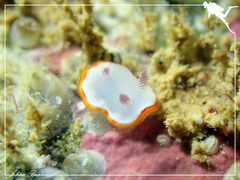 Goniobranchus rubrocornutus