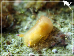 Dendrodoris fumata