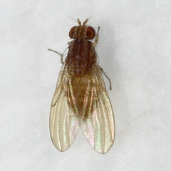 Poecilolycia
