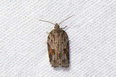 Acleris ptychogrammos