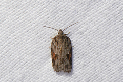 Acleris ptychogrammos