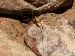 Megarhyssa macrurus icterosticta