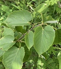 Tilia americana heterophylla