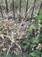 Chrysochus chinensis