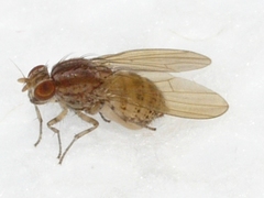 Poecilolycia
