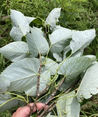 Tilia americana heterophylla