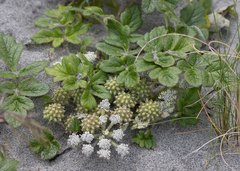 Glehnia littoralis leiocarpa