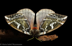 Dirphiopsis epiolina