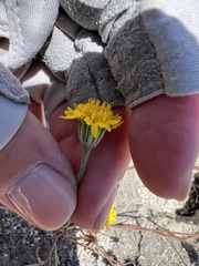 Chaenactis glabriuscula glabriuscula