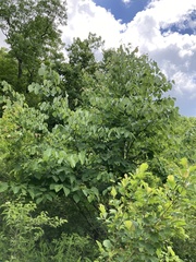 Tilia americana heterophylla