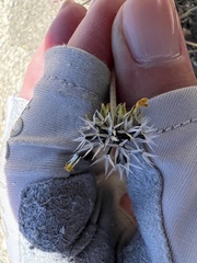 Chaenactis glabriuscula glabriuscula